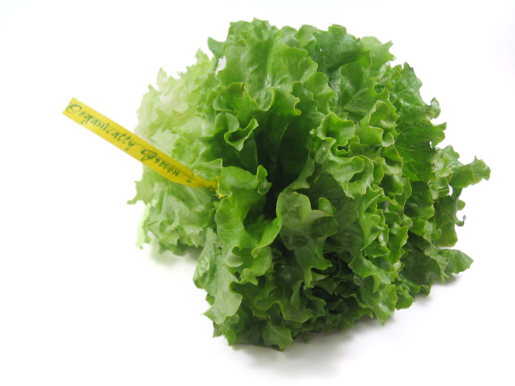 Organically grown lettuce.  Isolated in white.